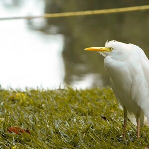Bæredygtig ferie: Grønne eventyr uden flyskam